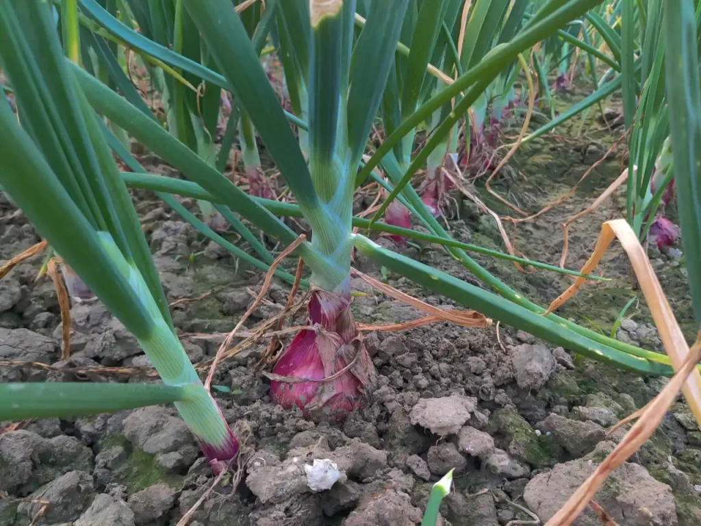 Serava Herbifen 340 EC product