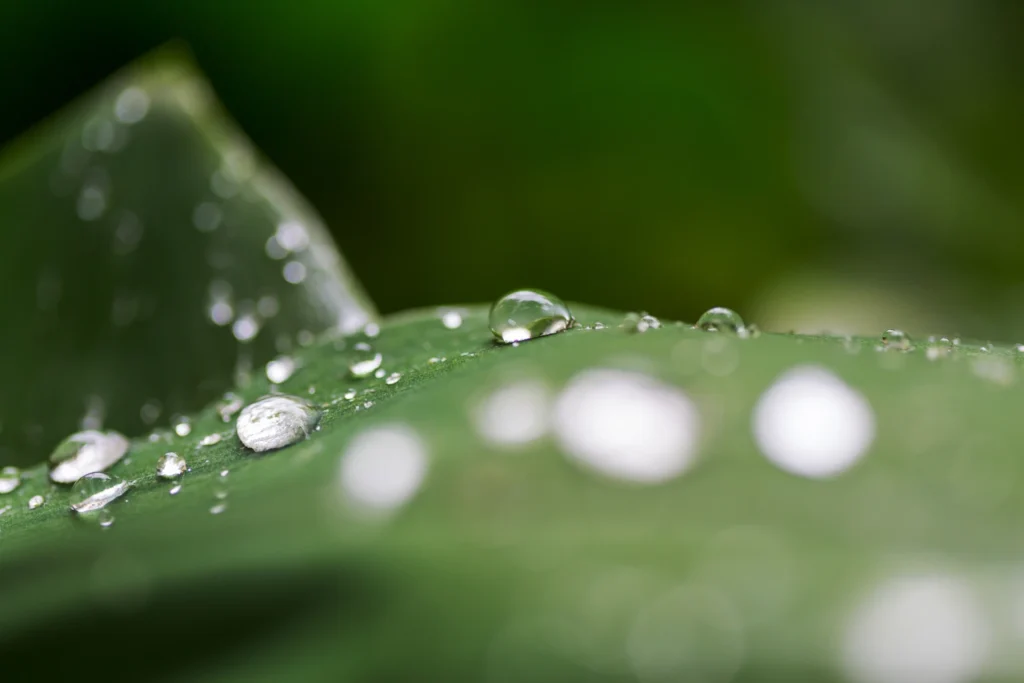 Macro view of water droplets beading and spreading across a green leaf surface, illustrating how Serava adjuvants improve spray coverage, wetting and active-ingredient uptake.