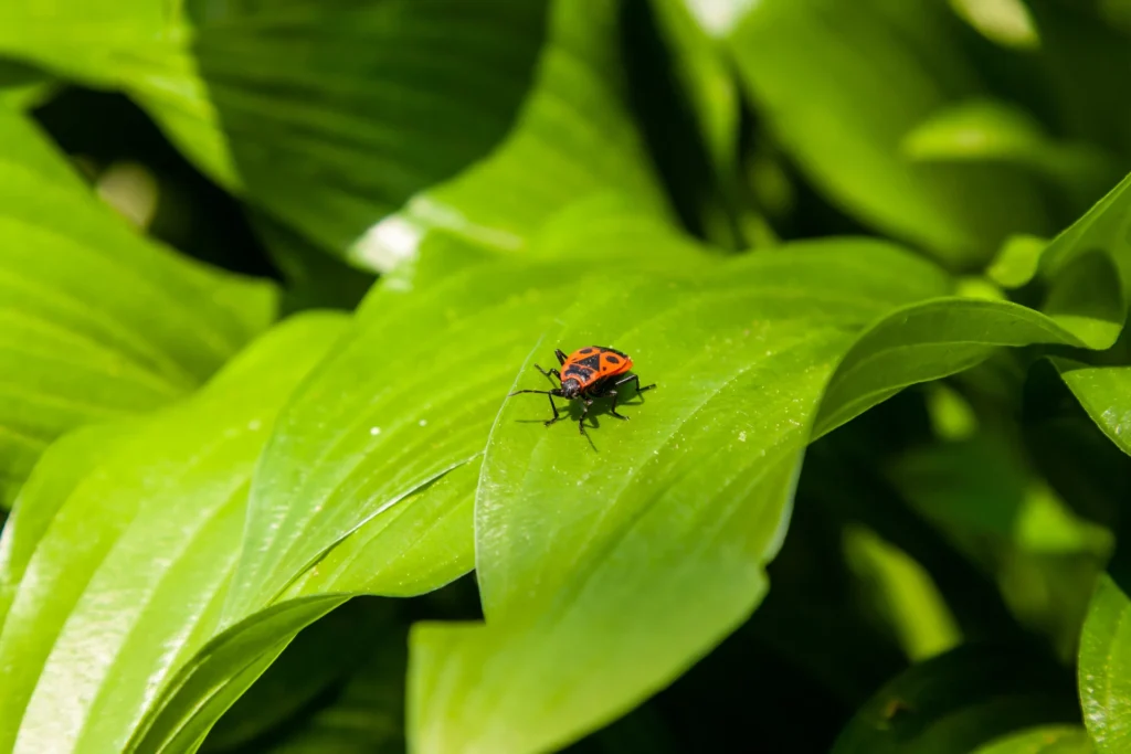 A beneficial insect resting on a sunlit green leaf, symbolising Serava's biological solutions and integrated, nature-based approach to crop protection.