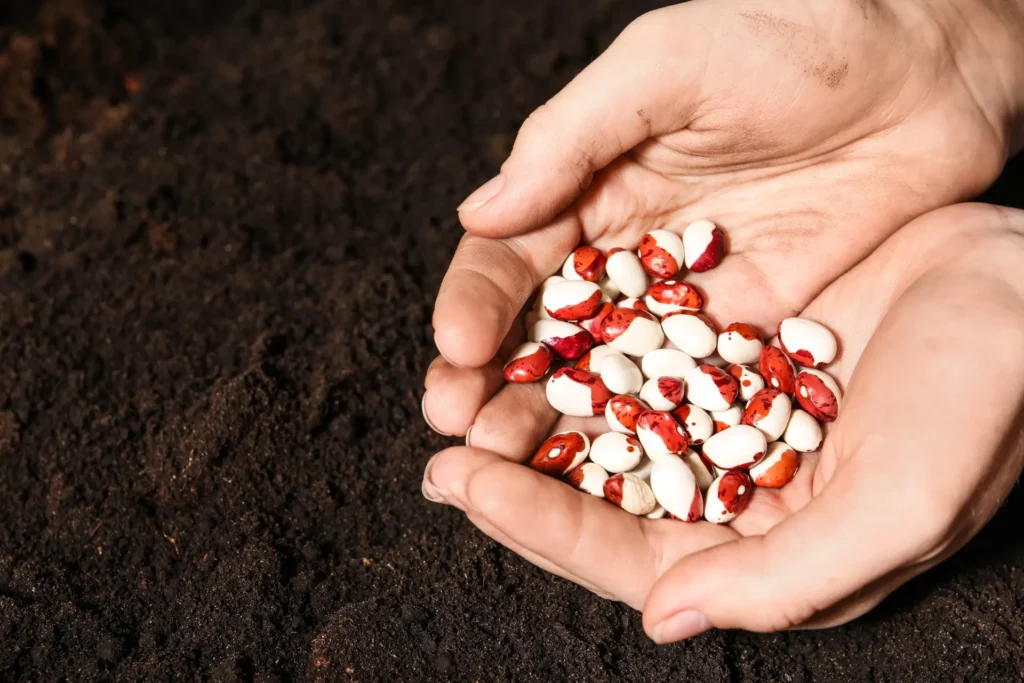 A farmer's cupped hands holding hybrid seeds above freshly tilled dark soil, representing Serava's high-yield, climate-resilient hybrid seed varieties for African growers.