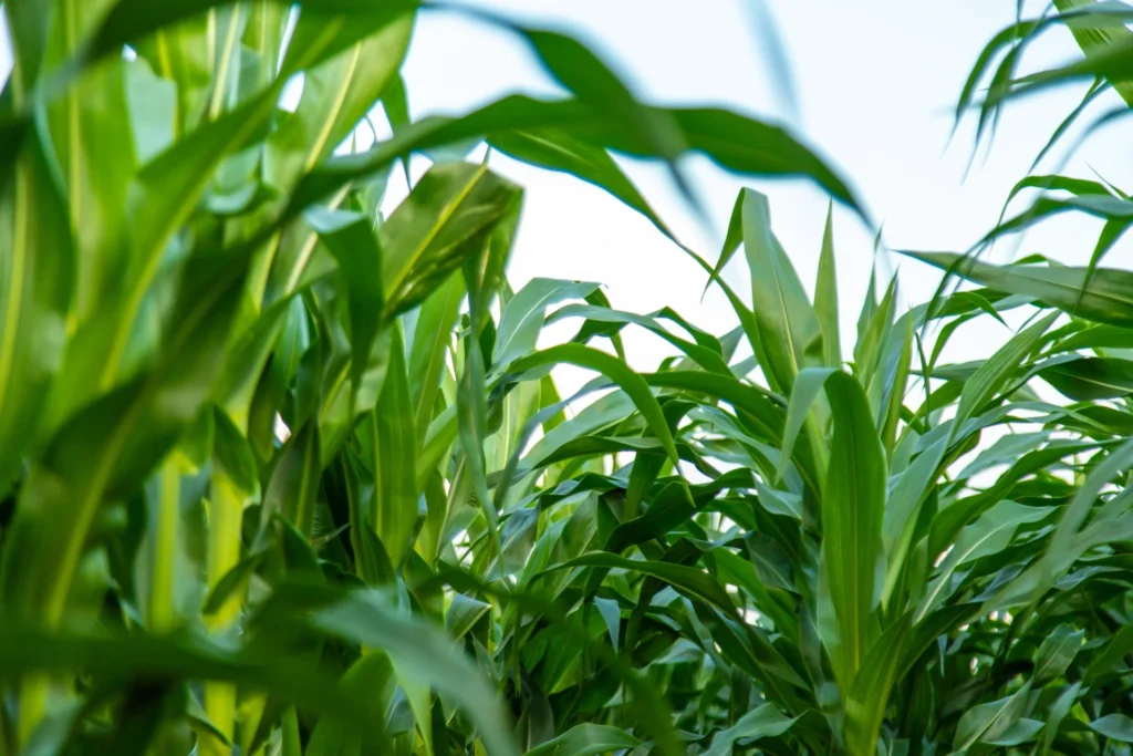 A healthy, vigorous stand of green maize thriving under bright African sunlight, representing Serava's plant nutrition, foliar feed and biostimulant range.